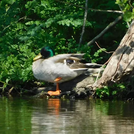Rustique Avec Salle De Jeux Et Animaux En Campagne - Fr-1-426-336 Casa vacanze Saint-Julien-des-Landes