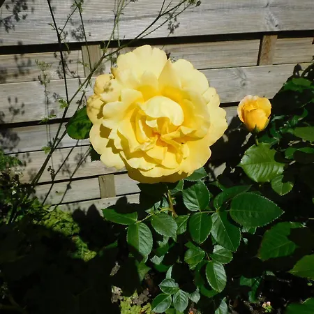 Rustique Avec Salle De Jeux Et Animaux En Campagne - Fr-1-426-336 Saint-Julien-des-Landes
