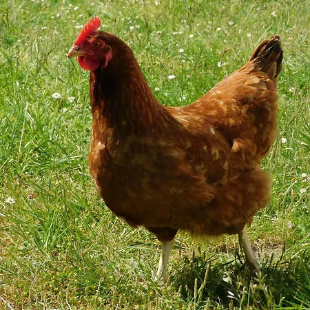 Rustique Avec Salle De Jeux Et Animaux En Campagne - Fr-1-426-336