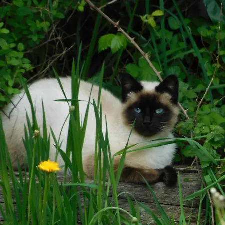 Rustique Avec Salle De Jeux Et Animaux En Campagne - Fr-1-426-336 Casa vacanze Saint-Julien-des-Landes