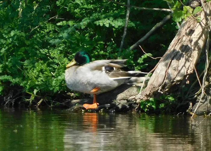 Rustique Avec Salle De Jeux Et Animaux En Campagne - Fr-1-426-336 Vakantiehuis Saint-Julien-des-Landes