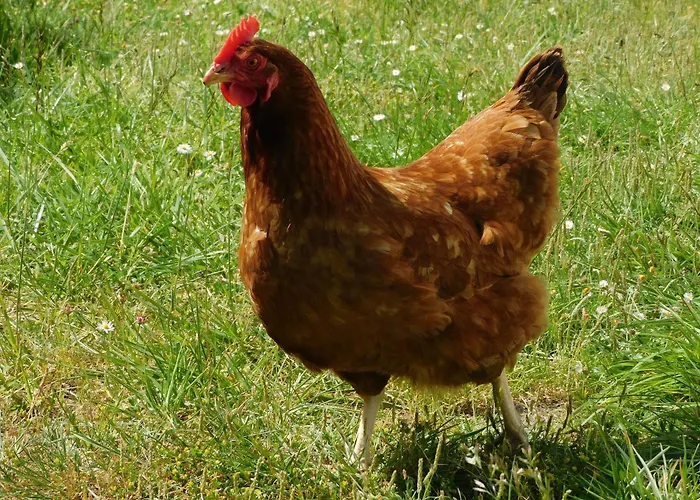 Rustique Avec Salle De Jeux Et Animaux En Campagne - Fr-1-426-336