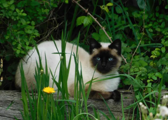 Rustique Avec Salle De Jeux Et Animaux En Campagne - Fr-1-426-336 Vakantiehuis Saint-Julien-des-Landes